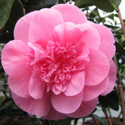 Japanese Camellia 'Debbie'